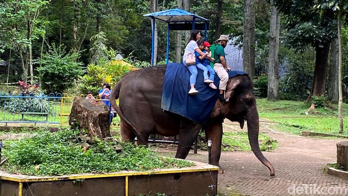 Gajah Sumatra Ira di Kebun Binatang Bandung.
