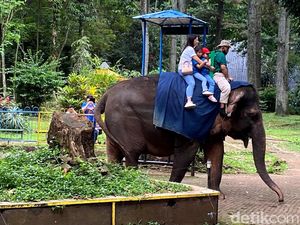 Tanggapan Farhan soal Hewan di Bandung Zoo Terindikasi Stres