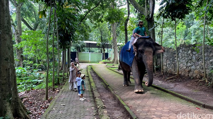 Gajah Sumatra Ira di Kebun Binatang Bandung.