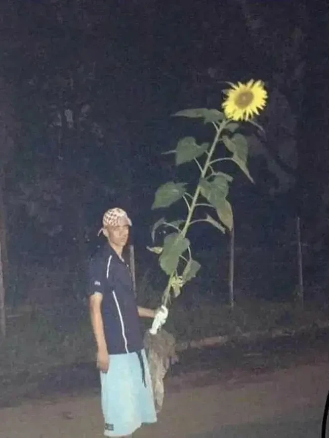 Selain coklat, bunga juga menjadi salah satu hadiah yang sering diberikan untuk kekasih hati di hari Valentine. Tapi ya jangan bunga matahari plus akar-akarnya juga dong. Foto: Facebook/kementrianhumorindonesia