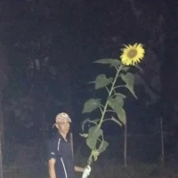 Selain coklat, bunga juga menjadi salah satu hadiah yang sering diberikan untuk kekasih hati di hari Valentine. Tapi ya jangan bunga matahari plus akar-akarnya juga dong. Foto: Facebook/kementrianhumorindonesia