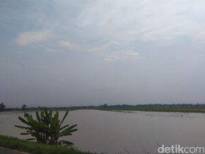 Ratusan Hektare Sawah  di Majalengka Terancam Gagal Panen gegara Banjir
