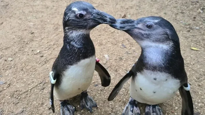 Penguin Squid dan temannya