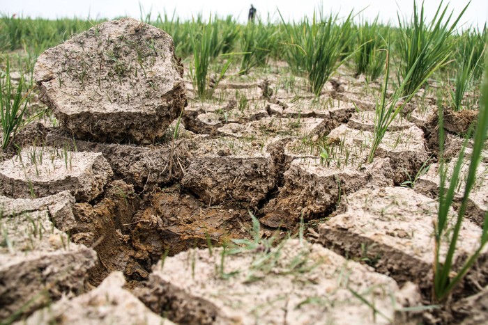 Petani melihat sawah mereka yang kekeringan di Desa Rayeuk Kareung Kecamatan Blang Mangat, Lhokseumawe, Aceh, Selasa (13/2/2024). Petani setempat menyebutkan seluas 67 haktar tanaman padi musim tanam pertama tahun 2024 di daerah tersebut alami kekeringan akibat terdampak normalisasi pembangunan bendungan irigasi Krueng Pase tak kunjung selesai ditambah hampir empat pekan ini tidak turun hujan sehingga dikhawatirkan padi terancam puso dan gagal panen. ANTARA FOTO/Rahmad/foc.
