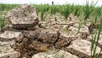 Pilu Petani Gegara Sawah Kekeringan, Begini Penampakannya