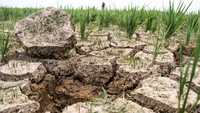 Petani setempat menyebutkan seluas 67 hektar tanaman padi musim tanam pertama tahun 2024 di daerah tersebut alami kekeringan.