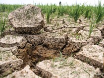 Tanaman Bisa Tetap Hidup pada Suhu Tinggi, Pakar Temukan Solusinya