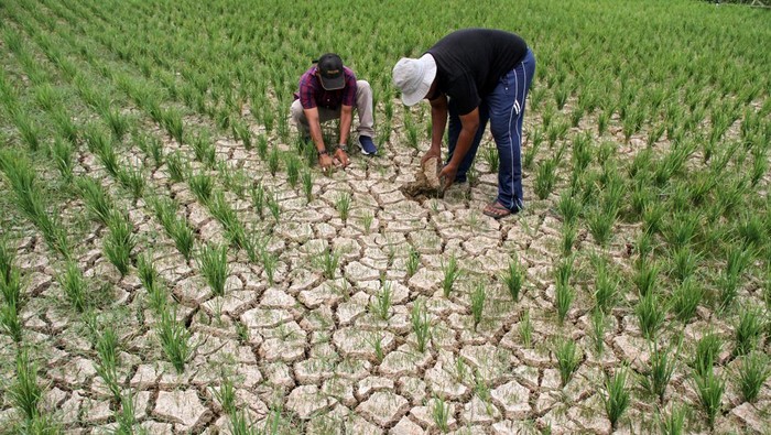 Petani melihat sawah mereka yang kekeringan di Desa Rayeuk Kareung Kecamatan Blang Mangat, Lhokseumawe, Aceh, Selasa (13/2/2024). Petani setempat menyebutkan seluas 67 haktar tanaman padi musim tanam pertama tahun 2024 di daerah tersebut alami kekeringan akibat terdampak normalisasi pembangunan bendungan irigasi Krueng Pase tak kunjung selesai ditambah hampir empat pekan ini tidak turun hujan sehingga dikhawatirkan padi terancam puso dan gagal panen. ANTARA FOTO/Rahmad/foc.