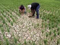 Pilu Petani Gegara Sawah Kekeringan, Begini Penampakannya