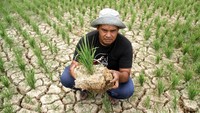 Kekeringan itu akibat terdampak normalisasi pembangunan bendungan irigasi Krueng Pase tak kunjung selesai ditambah hampir empat pekan ini tidak turun hujan sehingga dikhawatirkan padi terancam puso dan gagal panen.