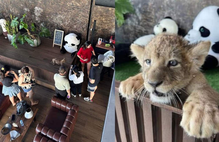 Anak singa jadi tontonan pengunjung kafe di Phuket, The Glasshouse Cafe and Space