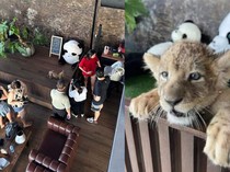 Lagi Ngetren Kafe Anak Singa, Kalau Digigit Bagaimana?