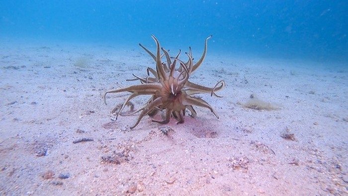 Cockburn Sound di laut Australia