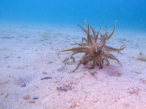 Makhluk Medusa Muncul di Pantai Australia, Para Ahli Dibuat Heran!