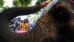 9 Pasangan di Thailand Nikah Massal di Atas Gajah