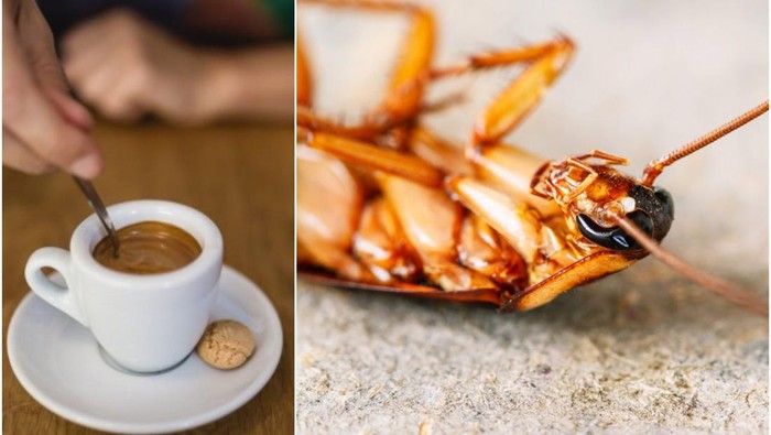 Kopi Bubuk Disebut Bisa Mengandung Kecoa, Mitos Atau Fakta?