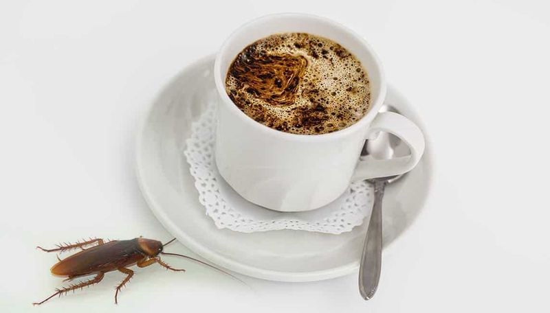 Kopi Bubuk Disebut Bisa Mengandung Kecoa, Mitos Atau Fakta?