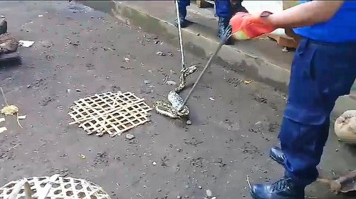 Petugas Damkartan Karangasem menangkap ular piton sepanjang 3,5 meter yang memangsa 3 ekor ayam milik warga di Lingkungan Galiran, Kelurahan Subagan, Karangasem, Kamis (15/2/2024)