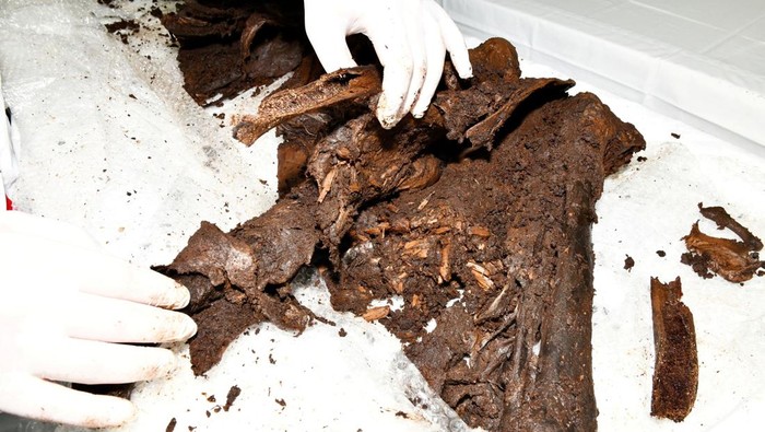 Sisa-sisa Manusia Rawa Berusia 2.500 Tahun Ditemukan di Irlandia Utara Archaeologists dig for human remains at a peat bog site in Bellaghy, Northern Ireland, in this undated handout image released January 25, 2024. Police Service of Northern Ireland/Handout via REUTERS THIS IMAGE HAS BEEN SUPPLIED BY A THIRD PARTY. NO RESALES. NO ARCHIVES. MANDATORY CREDIT