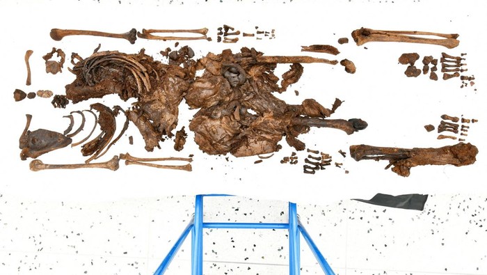 Sisa-sisa Manusia Rawa Berusia 2.500 Tahun Ditemukan di Irlandia Utara Archaeologists dig for human remains at a peat bog site in Bellaghy, Northern Ireland, in this undated handout image released January 25, 2024. Police Service of Northern Ireland/Handout via REUTERS THIS IMAGE HAS BEEN SUPPLIED BY A THIRD PARTY. NO RESALES. NO ARCHIVES. MANDATORY CREDIT