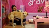 Penampungan hewan Masyarakat Kesejahteraan Hewan Filipina (PAWS) mengadakan acara Kencan Pertama di mana pengunjung berbaur dengan beberapa anjing dan kucing yang diselamatkan di dalam bilik bertema. Pengunjung dan hewan diberi makanan ringan sebagai imbalan atas sumbangan sebesar 750 peso ($13) ke tempat penampungan.  