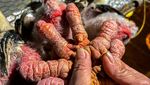 Wujud Ayam Kaki Naga Vietnam yang Terkenal Lezat