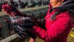 Wujud Ayam Kaki Naga Vietnam yang Terkenal Lezat
