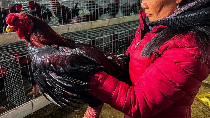 Wujud Ayam 'Kaki Naga' Vietnam yang Terkenal Lezat Dong Tao chickens, also known as