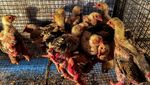 Wujud Ayam Kaki Naga Vietnam yang Terkenal Lezat