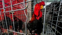 Ayam Dong Tao akan menghasilkan sekitar 100 telur per tahun, yang kemudian dipisahkan oleh peternak dari unggasnya untuk mencegah mereka menghancurkan telur karena beratnya. Ayam jago mempunyai kandang tersendiri agar tidak berkelahi dan saling melukai sehingga menimbulkan luka.  