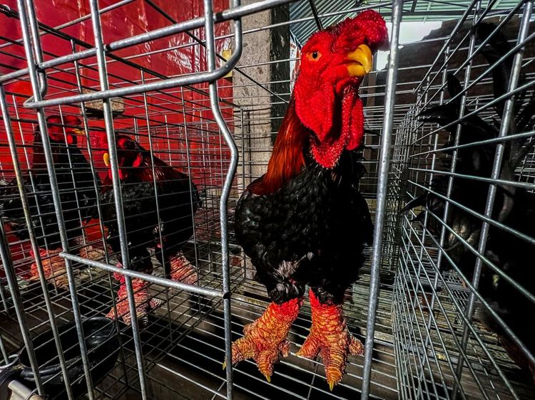 Wujud Ayam Kaki Naga Vietnam yang Terkenal Lezat