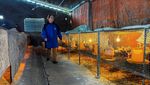 Wujud Ayam Kaki Naga Vietnam yang Terkenal Lezat
