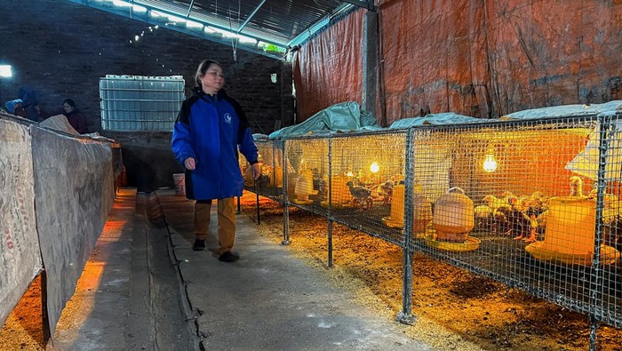 Wujud Ayam 'Kaki Naga' Vietnam yang Terkenal Lezat Dong Tao chickens, also known as