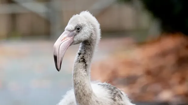 Bayi burung flamingo