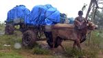 Gerobak Sapi Susuri Medan Sulit untuk Distribusi Balik Logistik Pemilu