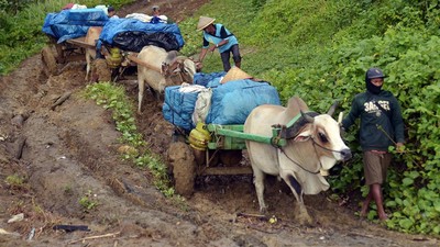 Gerobak Sapi Susuri Medan Sulit untuk Distribusi Balik Logistik Pemilu