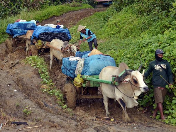 Gerobak Sapi Susuri Medan Sulit untuk Distribusi Balik Logistik Pemilu