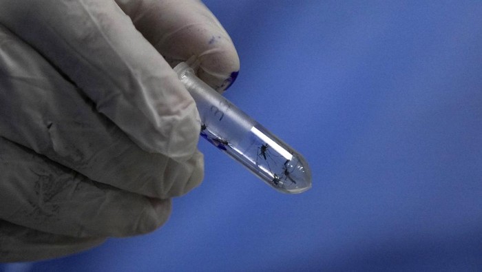 Viral DBD di Brasil Naik 400 Persen gegara Nyamuk Bill Gates, Ini Faktanya