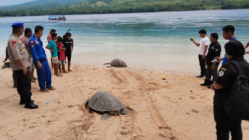 Petugas saat mengamankan tiga penyu hijau di Peraiaran Metindoeng, Kabupaten Flores Timur, NTT, Kamis (15/2/2024). (Dok Dit Polairud Polda NTT)