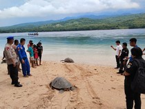 Polisi Bekuk 2 Nelayan yang Tangkap 3 Penyu Hijau di Flores Timur