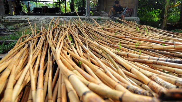 Pekerja menjemur rotan manau (Calamus manan miq) yang sudah dibersihkan di Desa Muntei, Siberut Selatan, Kabupaten Kepulauan Mentawai, Sumatera Barat, Jumat (16/2/2024). Rotan premium asal hutan Mentawai yang memiliki nilai ekonomi tinggi itu dijual pengepul Rp16 ribu per batang dengan panjang tiga meter yang kemudian didistribusikan hingga ke Cirebon,Jawa Barat. ANTARA FOTO/Iggoy el Fitra/aww.