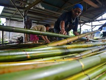 Potret Pengolahan Rotan Mentawai, Harganya Rp 16 Ribu/Batang