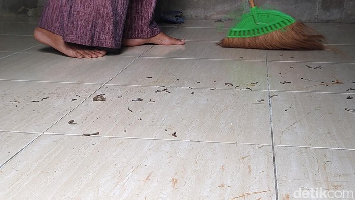 Ulat flamboyan yang bermunculan di sekitar rumah warga di Wonobroto, Tuksono, Sentolo, Kulon Progo, Jumat (16/2/2024).
