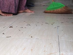 Hii! Ulat Flamboyan Serbu Permukiman di Sentolo Kulon Progo
