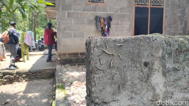 Ulat flamboyan yang bermunculan di sekitar rumah warga di Wonobroto, Tuksono, Sentolo, Kulon Progo, Jumat (16/2/2024).