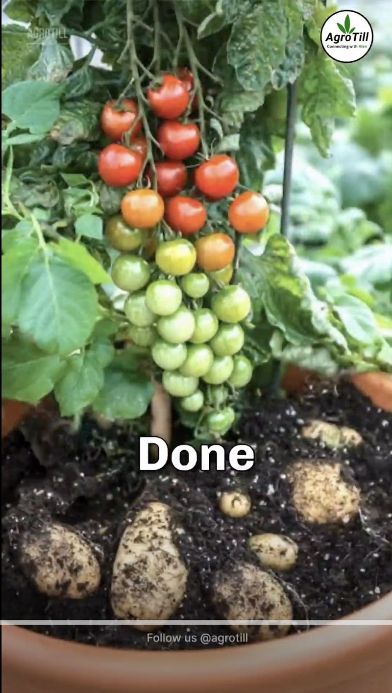 Virus! Pria ini berhasil menanam kentang dan tomat dalam satu pot