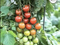 Benarkah Kentang Berasal dari Nenek Moyang Tomat? Studi Baru Ungkap Hal Ini