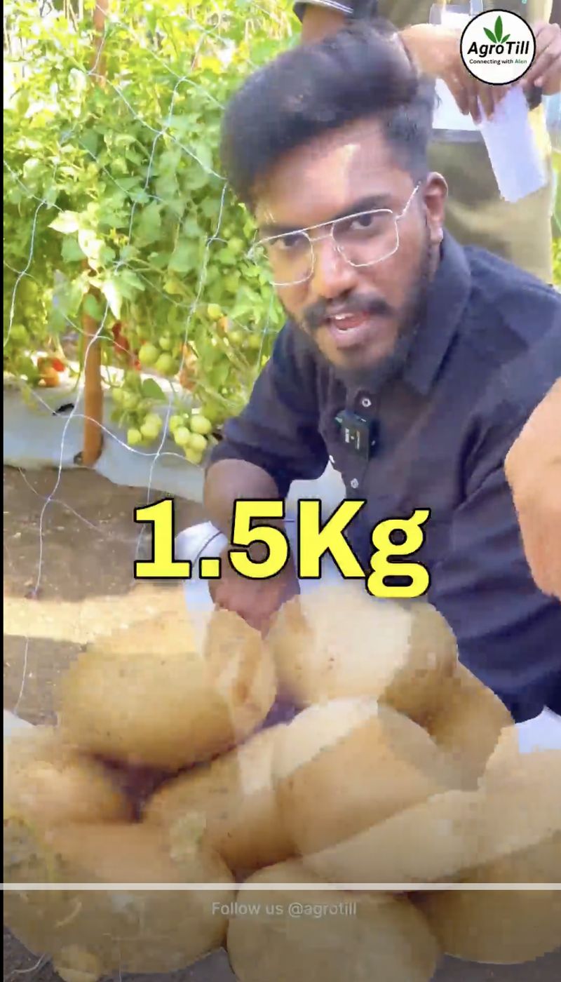 Virus! Pria ini berhasil menanam kentang dan tomat dalam satu pot
