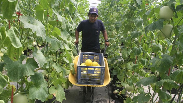 Pengunjung memetik buah melon jenis Devina di kebun hidroponik Puspa Agraria, Bedali, Lawang, Malang, Jawa Timur, Sabtu (17/2/2024). Wisata petik melon hidroponik yang didirikan di atas tanah kas desa seluas 450 meter persegi tersebut dikelola para pemuda desa setempat dan sejak dibuka enam bulan lalu jumlah kunjungan wisatawan mencapai 100 orang per hari sedangkan omzet yang terkumpul sudah mencapai Rp100 juta. ANTARA FOTO/Ari Bowo Sucipto/nz