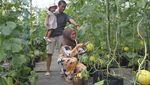 Mengunjungi Wisata Petik Melon Hidroponik di Malang